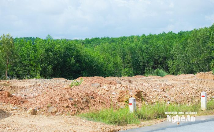 Khu vực đầu tư CCN Quỳnh Châu, xã Quỳnh Tam hiện là rừng sản xuất. Ảnh: Thành Duy