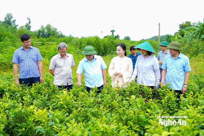 Đoàn đến thăm mô hình chuyển đổi chè Gay thương phẩm sang trà Gay tại xã Yên Xuân. Ảnh: TL