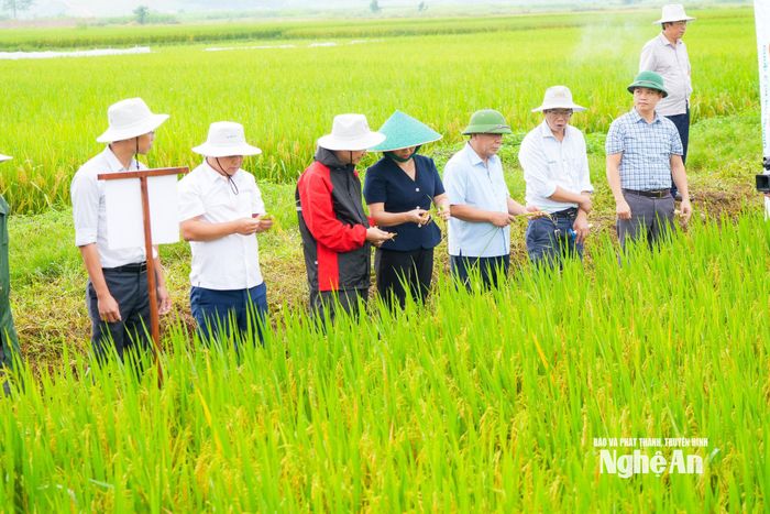 Kiểm tra mô hình sản xuất lúa SYN18 tại thôn 6 Tường Sơn, xã Vĩnh Tường. Ảnh:TL