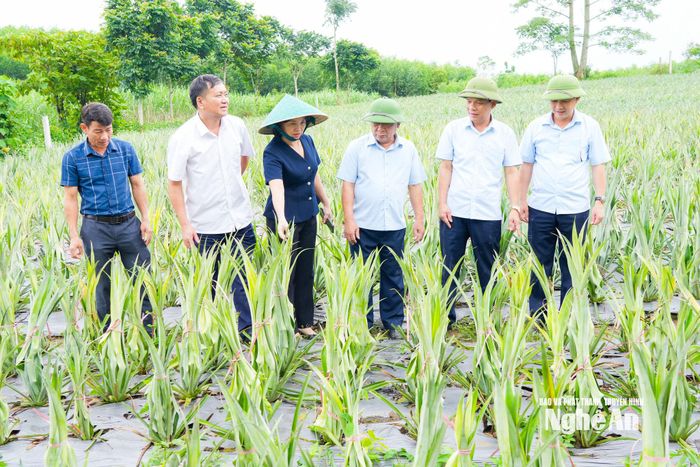 Kiểm tra mô hình trồng dứa tại xã Giai Xuân. Ảnh: TL