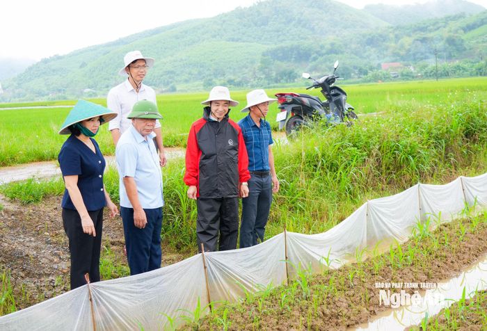 Kiểm tra tình hình sản xuất nông nghiệp tại xã Vĩnh Tường. Ảnh: TL
