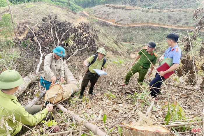Các lực lượng chức năng đo đạc hiện trường rừng bị chặt phá.