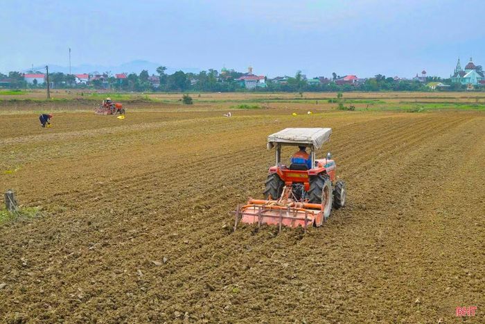 Toàn tỉnh phấn đấu sản xuất hơn 11.860 ha cây trồng vụ đông, tổng sản lượng đạt gần 97.130 tấn.