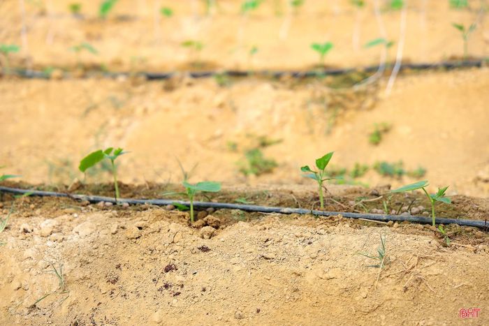 Trồng cây vụ đông trong nhà màng giúp người sản xuất chủ động hơn trong kiểm soát điều kiện sinh trưởng, hạn chế sâu bệnh, nâng cao năng suất và chất lượng sản phẩm.