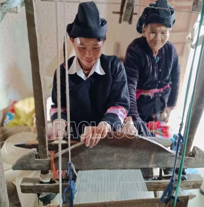 Khi mùa vụ đã xong, đa phần phụ nữ Thu Lao không nghỉ ngơi mà chuyển sang việc thu bông, sau đó sẽ truyền dạy cho con cháu cách cán bông, kéo sợi, dệt vải, nhuộm chàm và thêu may váy áo. (Nguồn: Báo Lào Cai)