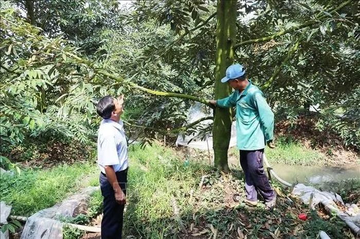 Nhà vườn trồng sầu riêng thường xuyên kiểm tra màu xanh của lá sầu riêng để kiểm tra độ phát triển của cây.