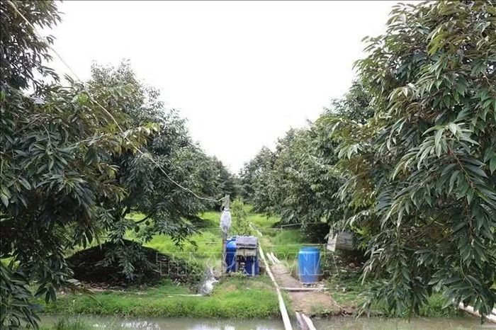 Nhà vườn trồng sầu riêng sử dụng công nghệ tưới phun và kiểm soát độ pH trong đất.