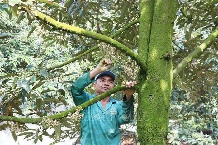 Ông Nguyễn Công Cẩn, xã Thanh Hưng, tỉnh Đồng Tháp, chăm sóc 0,5 héc ta sầu riêng giống Ri6 5 năm tuổi cho trái, lợi nhuận hàng năm thu về từ 300 - 400 triệu đồng.