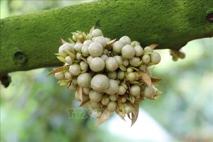 Sầu riêng Ri6 xử lý nghịch vụ cho tỷ lệ ra hoa thành công.