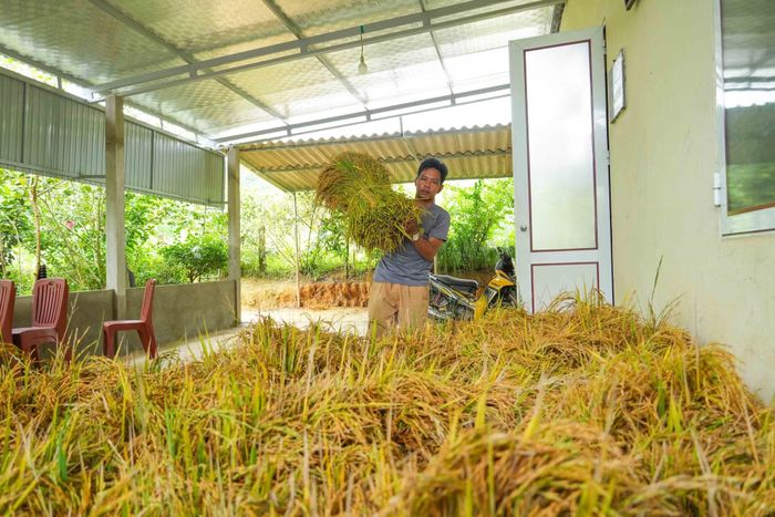 Người dân bản Rào Tre vận chuyển lúa về nhà sau khi thu hoạch.