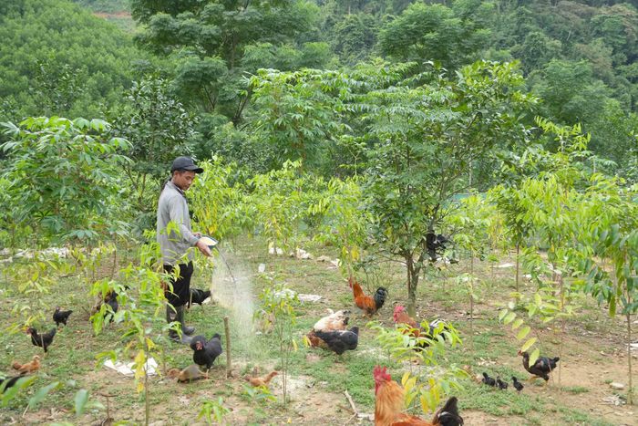 Người dân Rào Tre từng bước thay đổi phương thức sản xuất, chủ động phát triển kinh tế hộ gia đình.
