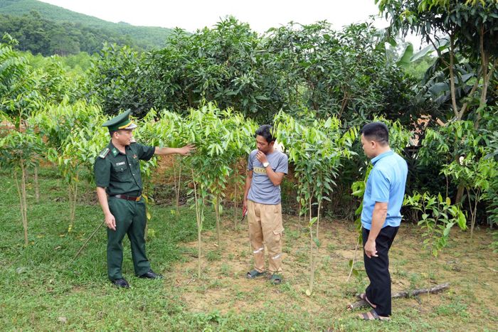 Cây dó trầm được lựa chọn làm một trong những mô hình sinh kế phù hợp với điều kiện sản xuất tại Rào Tre.
