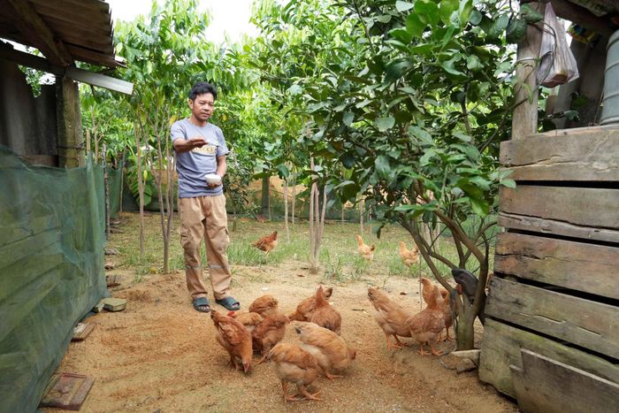Mô hình nuôi gà được triển khai tại Rào Tre, tạo thêm hướng phát triển kinh tế cho người dân.
