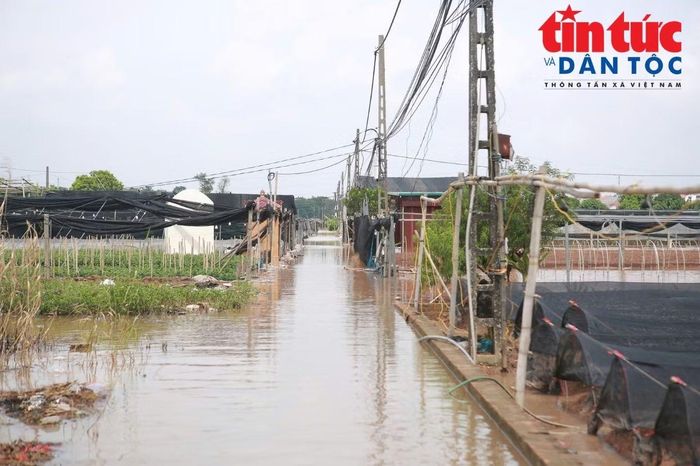 Các tuyến đường nội đồng chìm trong nước, khiến việc đi lại của người dân gặp nhiều khó khăn.