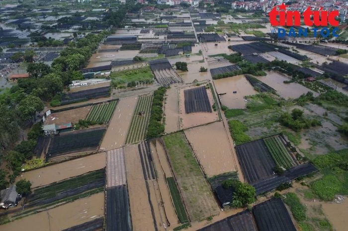 Theo ghi nhận của phóng viên ngày 18/9, nước ngập trắng nhiều cánh đồng hoa tại Tây Tựu sau những ngày mưa lớn kéo dài.