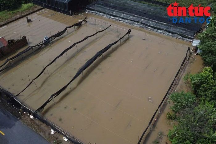 Sau nhiều ngày mưa lớn, những cánh đồng hoa vốn rực rỡ tại Tây Tựu, nay trở nên tiêu điều giữa biển nước.