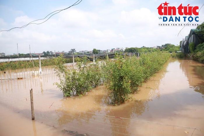 Những luống hoa hồng ngập sâu trong nước, nhiều diện tích có nguy cơ bị hư hỏng nếu không được tiêu úng kịp thời.