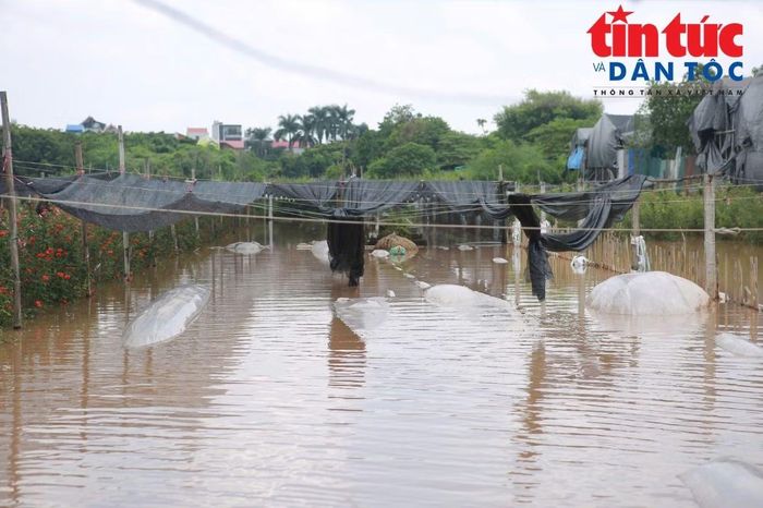 Nhiều diện tích hoa đứng trước nguy cơ mất trắng nếu nước không sớm rút nước ra khỏi đồng ruộng.