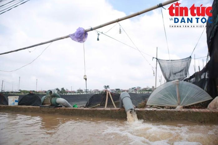 Máy bơm được vận hành liên tục nhằm hạn chế thiệt hại cho diện tích hoa.