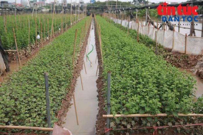 Hoa cúc bị nước bao phủ, người trồng hoa lo lắng thiệt hại sau nhiều ngày ngập úng.