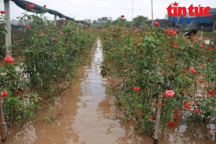 Nếu tình trạng ngập úng kéo dài, nhiều diện tích hoa có thể bị thiệt hại lớn, sản lượng giảm, kéo theo những khó khăn đối với người trồng hoa trong thời gian tới.