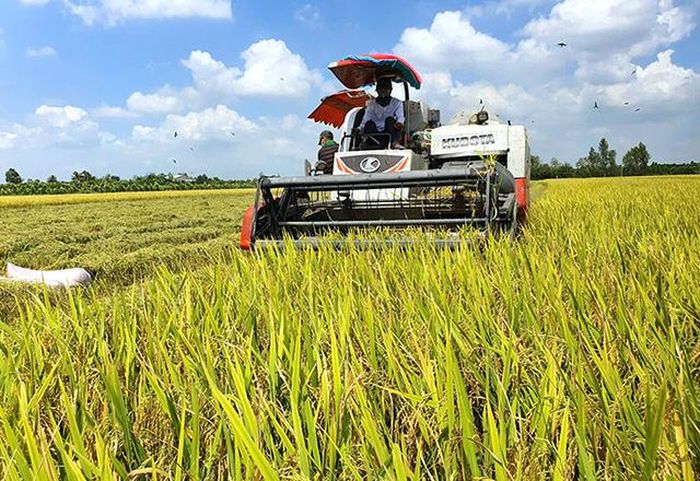 Mô hình sản xuất lúa theo cánh đồng lớn, ứng dụng khoa học kỹ thuật tiến bộ vào sản xuất tại Cần Thơ. Ảnh: Báo Cần Thơ