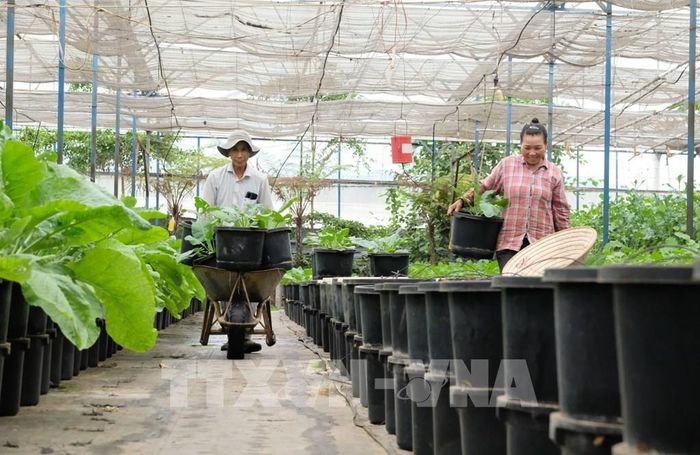 Nông dân phố núi Đà Lạt được giải phóng sức lao động nhờ ứng dụng IoT trong sản xuất nông nghiệp. Ảnh: Nguyễn Dũng – TTXVN 