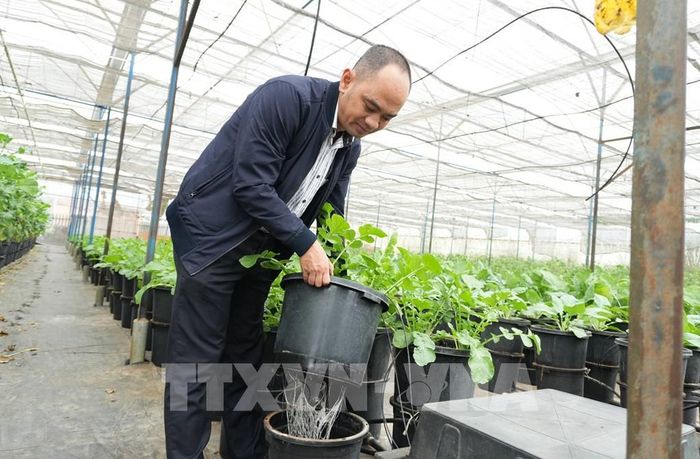 Anh Nguyễn Đức Huy (chủ trang trại rau ở phường Xuân Hương – Đà Lạt) là một trong những người tiên phong ứng dụng nông nghiệp thông minh tại địa phương. Ảnh: Nguyễn Dũng – TTXVN 