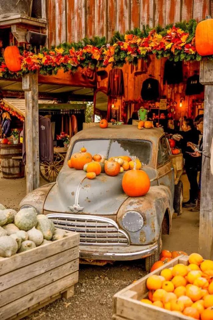 Nguồn ảnh: tulleys farm