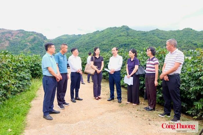 Trước đó, đoàn đại biểu huyện Giang Thành, thành phố Phổ Nhĩ, tỉnh Vân Nam (Trung Quốc) đã cùng với lãnh đạo Sở Công Thương tới khảo sát "thủ phủ" cà phê tại xã Mường Ảng của tỉnh Điện Biên. 