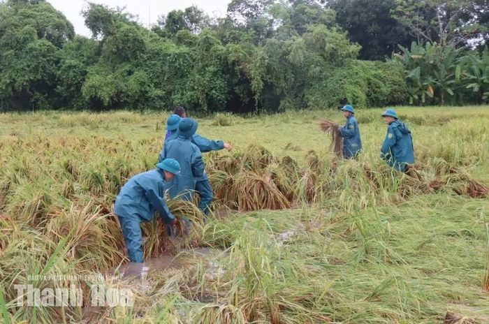 Lực lượng dân quân tự vệ hỗ trợ người dân dựng lúa bị ngã đổ.