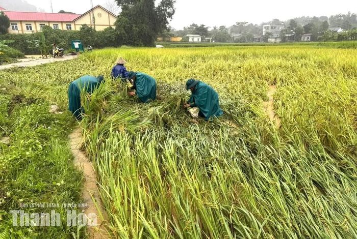 Các lực lượng hỗ trợ người dân xã Nga Sơn khắc phục lúa ngã đổ.