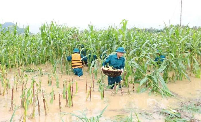 Cán bộ, chiến sĩ Ban CHQS xã Sao Vàng giúp dân thu hoạch hoa màu bị ngập nước.