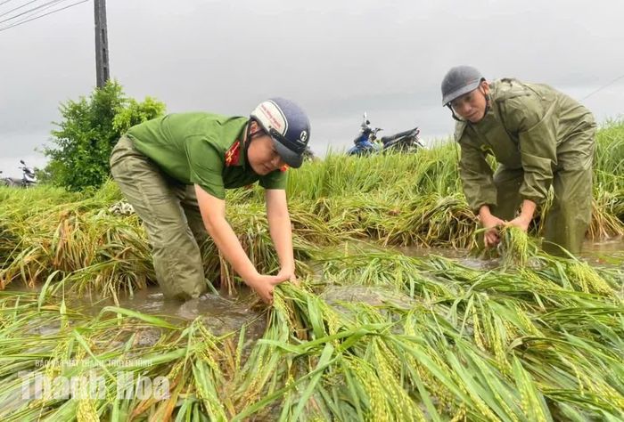 Trên những cánh đồng, lúa bị mưa gió đánh rạp xuống mặt ruộng, bùn nước phủ kín, các lực lượng không quản ngại hỗ trợ người dân khắc phục.