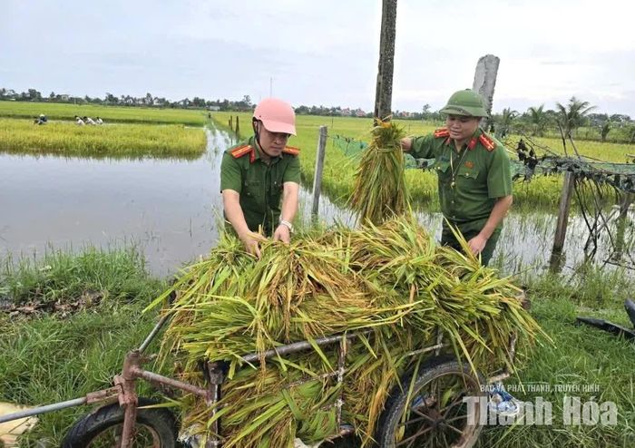 Lực lượng Công an xã Hoằng Tiến hỗ trợ người dân vận chuyển lúa.