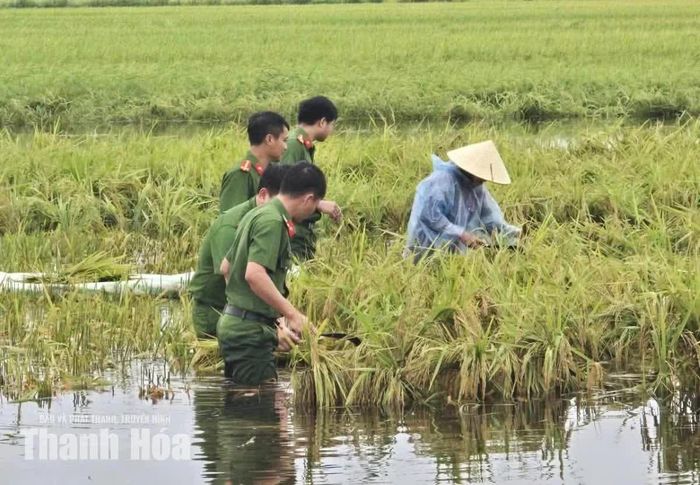 Lực lượng Công an xã Hoằng Tiến hỗ trợ người dân thu hoạch lúa mùa bị ngập úng.