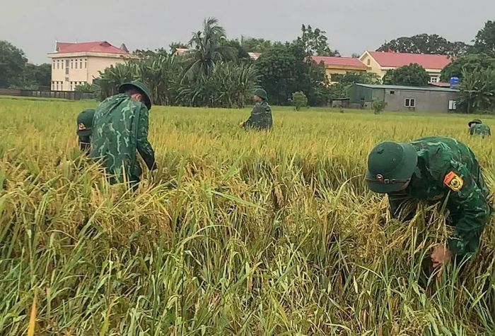 Cán bộ, chiến sĩ Ban Chỉ huy Quân sự xã Nga Sơn hỗ trợ người dân khắc phục lúa ngã đổ do mưa lớn gây ra.
