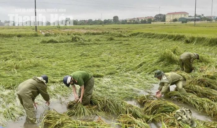 Các lực lượng hỗ trợ người dân xã Nga Sơn khắc phục diện tích lúa bị gãy đổ.