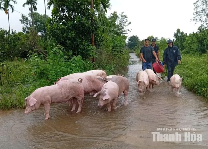 HND xã Xuân Lập hỗ trợ di dời đàn vật nuôi cho người dân tránh mưa bão.
