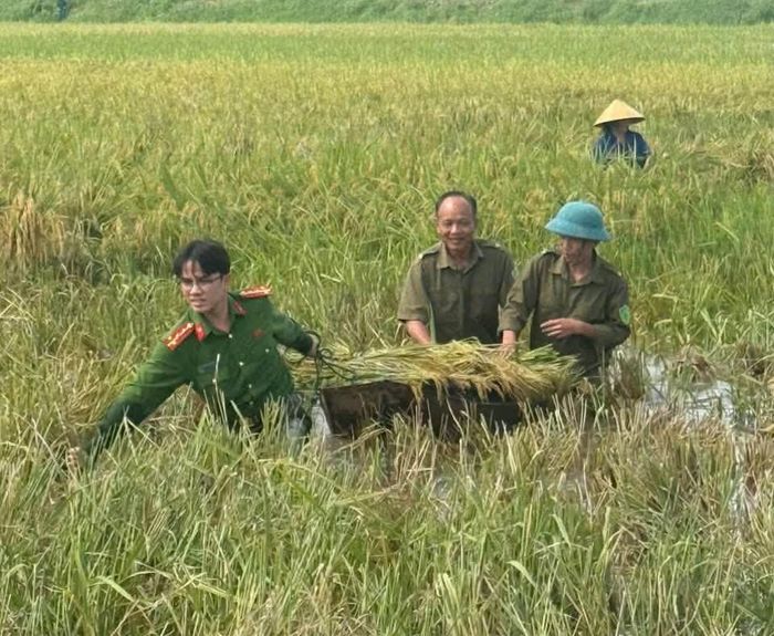 Những bó lúa được khẩn trương thu hoạch, đưa lên bờ tránh thiệt hại do mưa lũ. Ảnh: Nguyễn Thuấn.