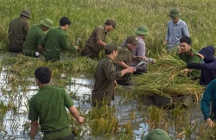 Những bó lúa được khẩn trương thu hoạch, đưa lên bờ tránh thiệt hại do mưa lũ. Ảnh: Nguyễn Thuấn.
