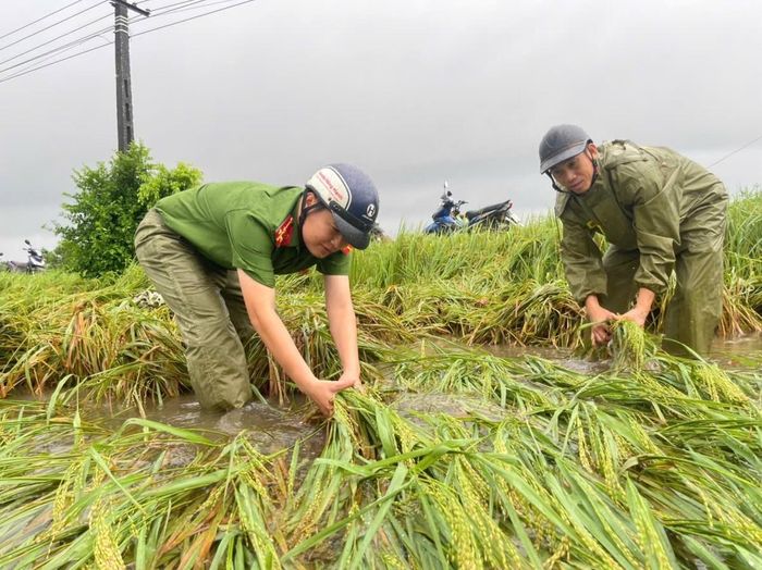 Công an xã Nga Sơn khẩn trương thu hoạch lúa giúp người dân. Ảnh: Công an tỉnh Thanh Hóa