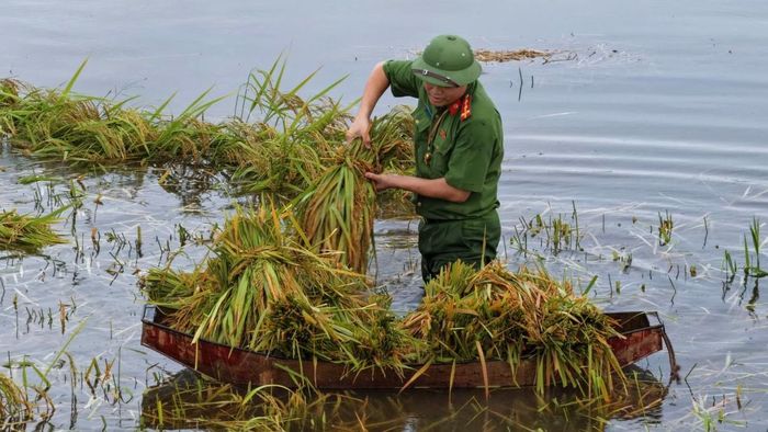 Công tác thu hoạch, vận chuyển lúa được triển khai khẩn trương. Ảnh: Công an tỉnh Thanh Hóa