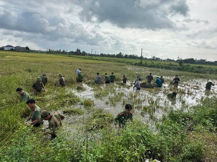 Chiều ngày 18/9, cán bộ, chiến sĩ Công an xã Hậu Lộc xuống đồng hỗ trợ người dân khẩn trương thu hoạch lúa giữa những ngày mưa lũ. Ảnh: Nguyễn Thuấn