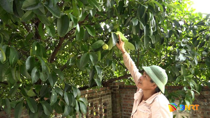 Mô hình kinh tế vườn mang lại hiệu quả kinh tế cao của ông Thái Nguyên Khoa, thôn Hữu Lâm, xã Tiên Phước. Ảnh: HƯNG HOÀNG