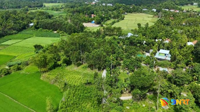 Tiên Phước phát triển kinh tế vườn gắn với du lịch sinh thái làng quê. Ảnh:HƯNG HOÀNG