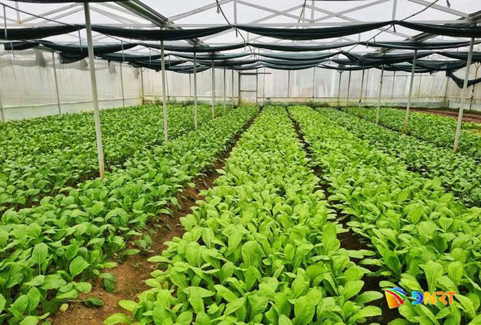 HTX Nông nghiệp hữu cơ Nông trại xanh (xã Tam Xuân) hiện có 2ha trồng rau hữu cơ theo mô hình tuần hoàn, mang lại giá trị cao. Ảnh: ĐẮC MẠNH