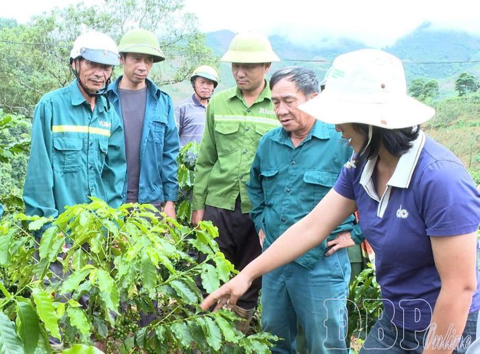 Cán bộ chuyên môn xã Quài Tở hướng dẫn người dân kỹ thuật chăm sóc cà phê.