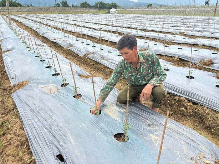 Người dân thôn A1, xã Thanh Yên chăm sóc cây cà chua.