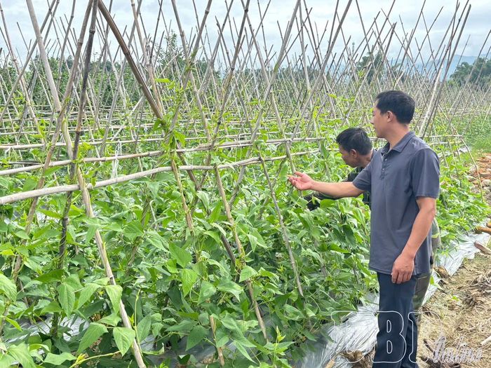 Người dân xã Thanh Yên chăm sóc diện tích rau màu.
